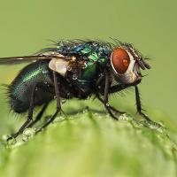 Greenbottle Fly 